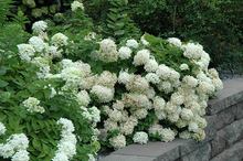 Load image into Gallery viewer, Hydrangea Pee Gee