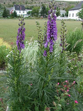Load image into Gallery viewer, Aconitum napellus (monkshood)
