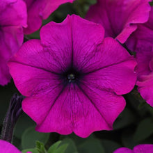 Load image into Gallery viewer, Petunia Easy Wave® Violet