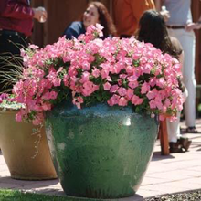 Load image into Gallery viewer, Petunia Easy Wave® Coral Reef