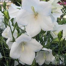 Load image into Gallery viewer, Campanula persicifolia 'Takion White'