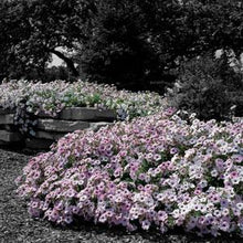 Load image into Gallery viewer, Petunia Tidal Wave® Silver