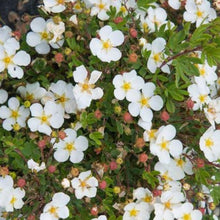 Load image into Gallery viewer, Potentilla Abbottswood
