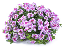 Load image into Gallery viewer, Verbena Vanessa Compact Bicolour Purple