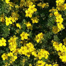 Load image into Gallery viewer, Potentilla Goldfinger