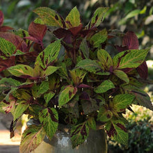 Load image into Gallery viewer, Coleus Mighty Mosaic