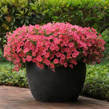 Load image into Gallery viewer, Petunia Shock Wave® Coral Crush