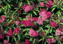 Load image into Gallery viewer, Spirea Neon Flash