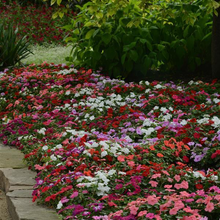 Load image into Gallery viewer, Impatiens Super Elfin® XP Formula Mix