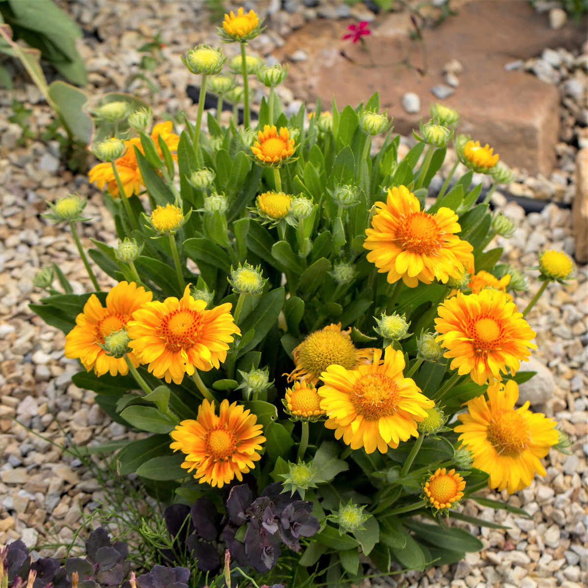 Gaillardia aristata Arizona Apricot Loweys Produce