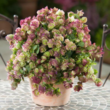 Load image into Gallery viewer, Ornamental Oregano