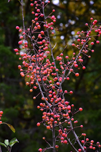 Load image into Gallery viewer, Adirondack Flowering Crab