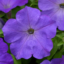 Load image into Gallery viewer, Petunia Easy Wave® Lavender Sky Blue