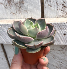 Load image into Gallery viewer, Echeveria Lotus