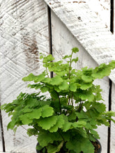 Load image into Gallery viewer, Maidenhair Fern