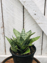 Load image into Gallery viewer, Sansevieria Futura Robusta