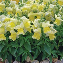 Load image into Gallery viewer, Snapdragon Snapshot™ Yellow