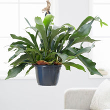 Load image into Gallery viewer, Staghorn Fern