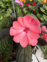Load image into Gallery viewer, New Guinea Impatiens Basket