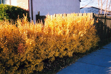 Load image into Gallery viewer, Alpine Currant