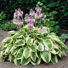 Load image into Gallery viewer, Hosta 'Wide Brim'