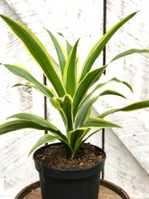 Load image into Gallery viewer, Dracaena Lemon Lime