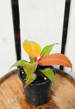 Load image into Gallery viewer, Philodendron McColley Finale