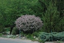 Load image into Gallery viewer, Dwarf Korean Lilac (tree form)