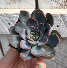 Load image into Gallery viewer, Echeveria Summer