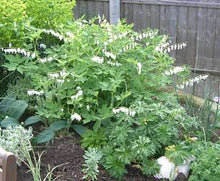 Load image into Gallery viewer, Dicentra spectabilis 'Alba'