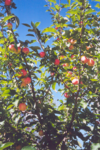Load image into Gallery viewer, September Ruby Apple