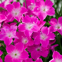 Load image into Gallery viewer, Dianthus 'Kahori Pink'