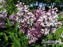 Load image into Gallery viewer, Lilac Royalty