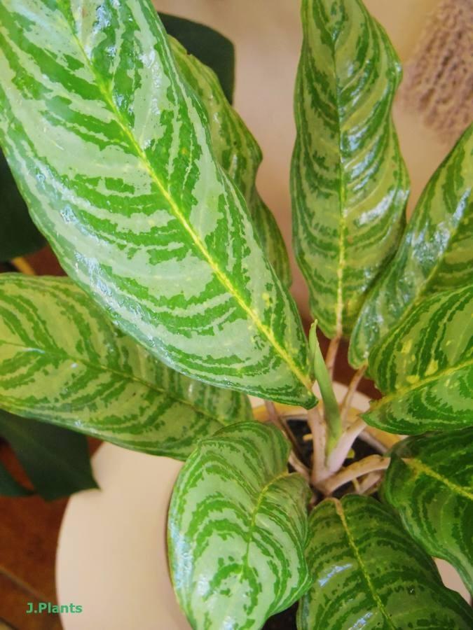 Chinese Evergreen