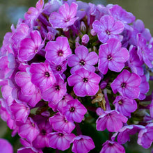 Load image into Gallery viewer, Phlox paniculata 'Flame Purple'