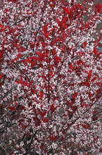 Load image into Gallery viewer, Purpleleaf Sandcherry