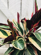 Load image into Gallery viewer, Stromanthe Triostar