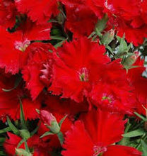 Load image into Gallery viewer, Dianthus Diana Scarlet