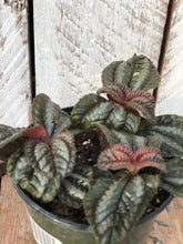 Load image into Gallery viewer, Pilea Friendship