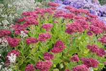 Load image into Gallery viewer, Sedum spectabilis 'Autumn Joy'