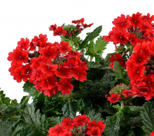 Load image into Gallery viewer, Verbena Vanessa Compact Red