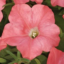 Load image into Gallery viewer, Petunia Easy Wave® Coral Reef