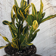 Load image into Gallery viewer, Croton Banana
