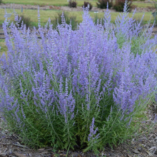 Load image into Gallery viewer, Perovskia atriplicifolia 'Lacey Blue'