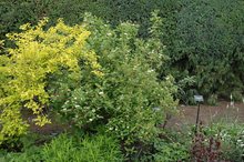 Load image into Gallery viewer, Red Osier Dogwood