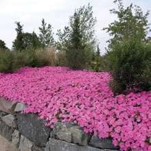 Load image into Gallery viewer, Petunia Wave® Pink