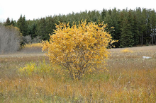 Load image into Gallery viewer, Pussy Willow