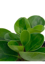 Load image into Gallery viewer, Peperomia Obtipan 'Lemon Lime'