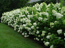 Load image into Gallery viewer, Hydrangea Limelight