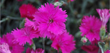 Load image into Gallery viewer, Dianthus x 'Beauties Kate'